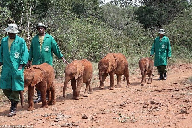 Nairobi National Park, Elephant Orphanage, Giraffe Centre Tour - Karen Blixen Museum: Slower Pace After Safari