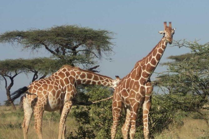 Nairobi National Park, Elephant Orphanage, Giraffe Centre Tour - Getting Around: Timing, Pickup, and Comfort