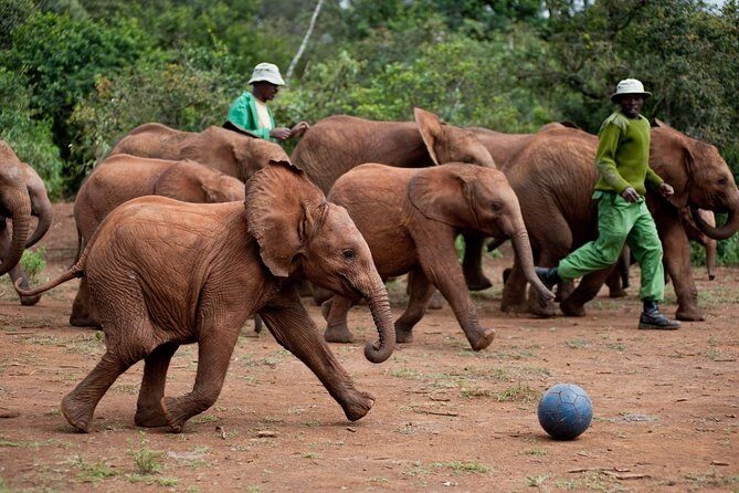Nairobi National Park, Elephant Orphanage, Giraffe Centre Tour - The Guides Matter: Joy and James as Examples