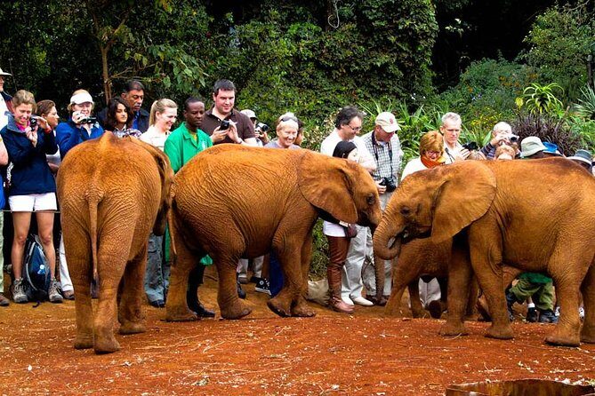 Nairobi National Park, Elephant Orphanage, Giraffe Centre Tour - David Sheldrick Elephant Orphanage: Conservation Up Close