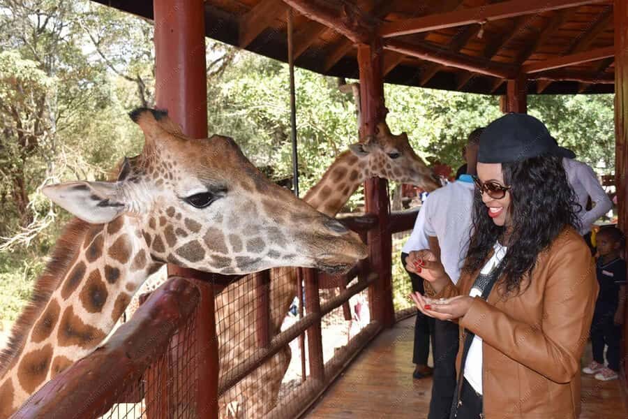 Nairobi: National Park, Elephant Orphanage, & Giraffe Centre - Sheldrick Wildlife Trust elephant orphanage: timing is everything