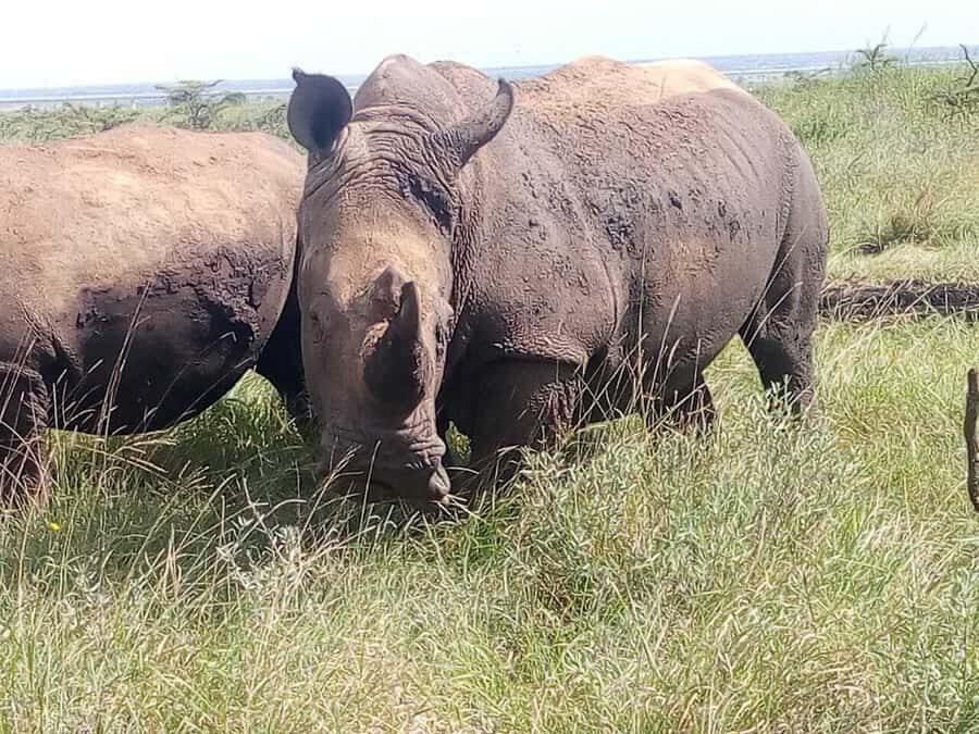 Nairobi National Park, Elephants, Giraffes & Bomas Day Trip - Key Things I’d Zoom In On