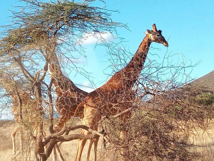 Nairobi National Park, Elephants, Giraffes & Bomas Day Trip - David Sheldrick Elephant Orphanage: Why Baby Elephants Hit Hard