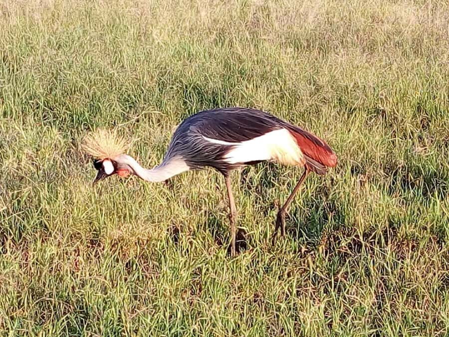 Nairobi National Park, Elephants, Giraffes & Bomas Day Trip - The Day’s Flow: How the Stops Fit Together