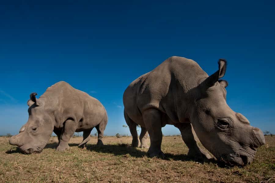 Nairobi National Park Full-Day Tour: Private 4WD with Guide - Key things to know before you go
