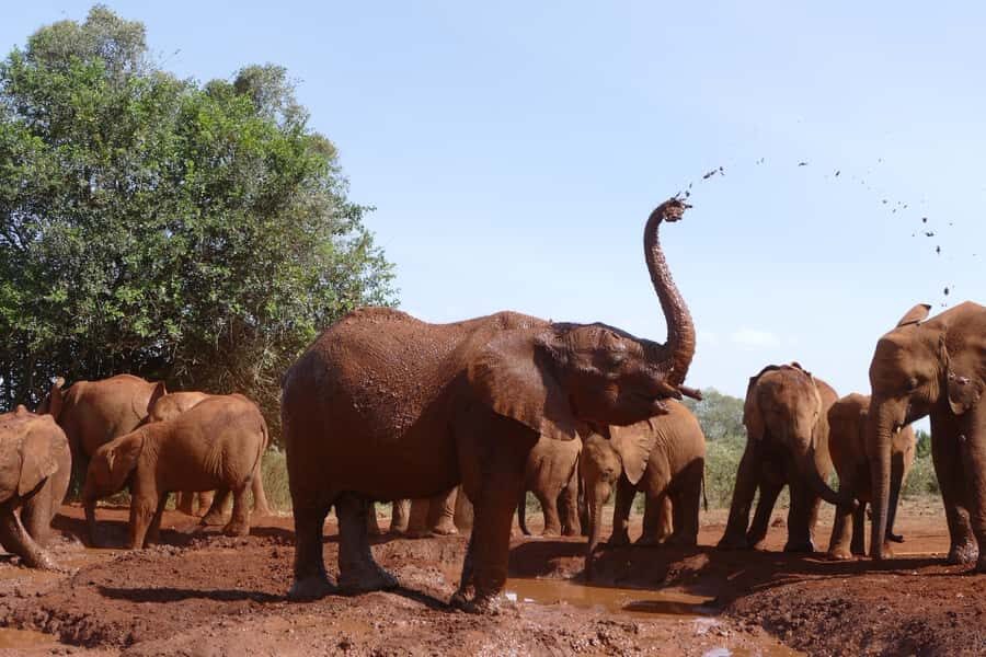 Nairobi National Park Full-Day Tour: Private 4WD with Guide - Giraffe Centre timing, Rothschild giraffes, and how to deal with the crowd