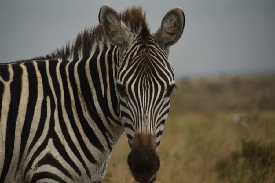 Nairobi National Park Full-Day Tour: Private 4WD with Guide - Karen Blixen Museum for colonial-era stories in a calm setting