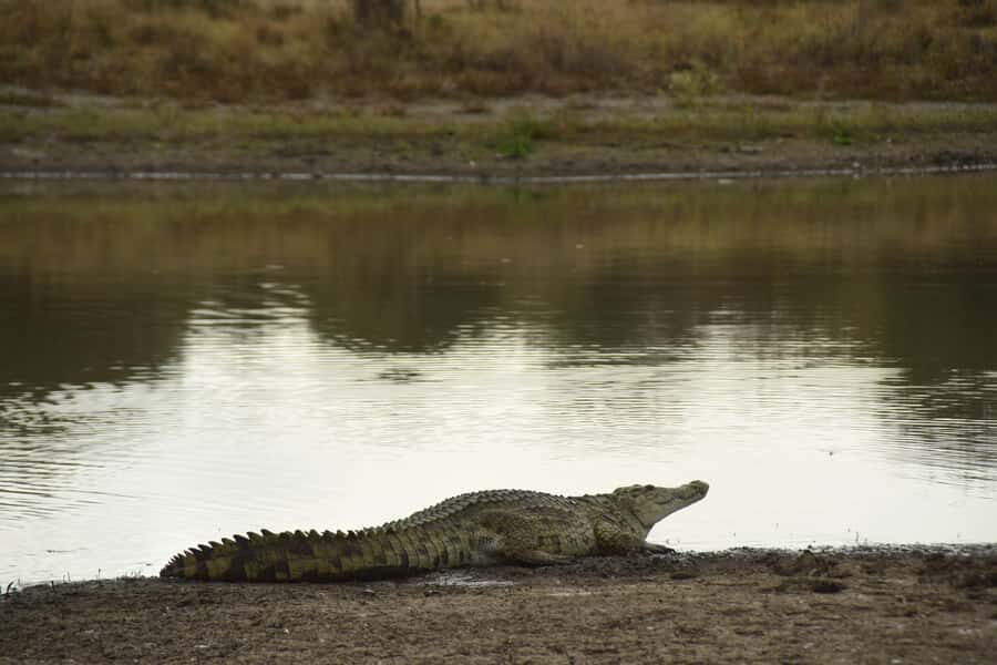 Nairobi National Park Full-Day Tour: Private 4WD with Guide - Price and logistics for a $460 private Nairobi wildlife day