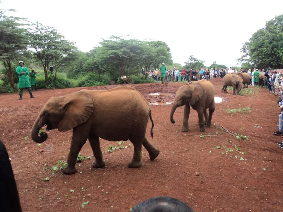 Nairobi National Park Full-Day Tour: Private 4WD with Guide - Who should book this tour, and who should skip it