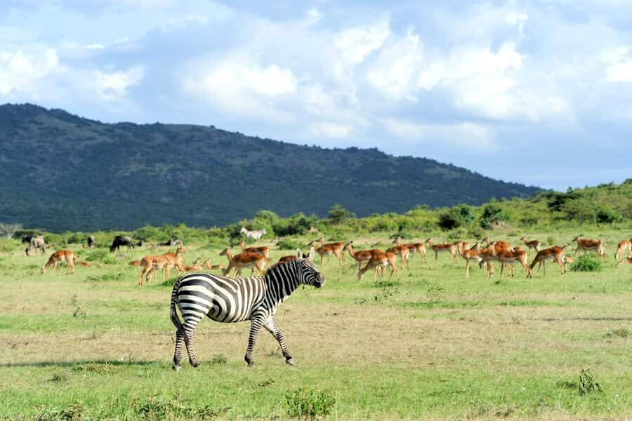 Nairobi National Park Full or Half-Day Tour with Guide - Key things to know before you go