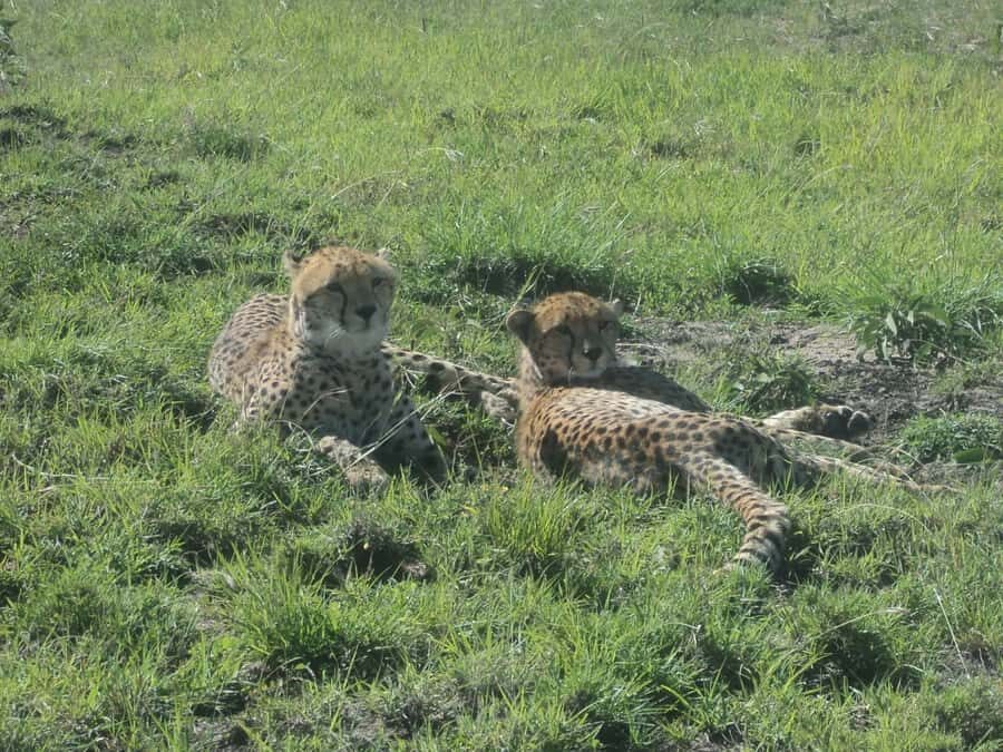 Nairobi National Park Full or Half-Day Tour with Guide - Why Nairobi National Park works as a safari even with limited time