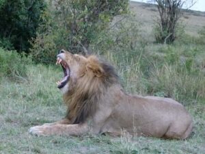 Nairobi National Park Full or Half-Day Tour with Guide - Half-day vs full-day: pick the option that fits your energy