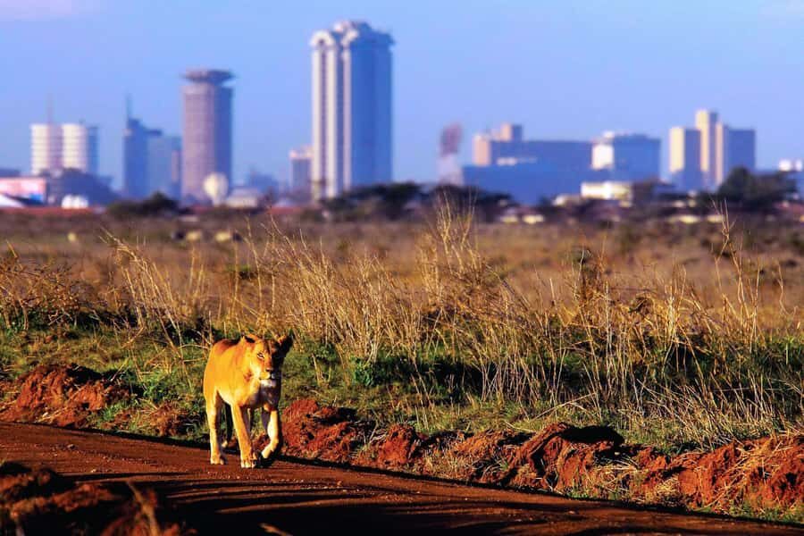 Nairobi National Park Full or Half-Day Tour with Guide - Giraffe Centre and Karen Blixen: the best “full-day value” combo