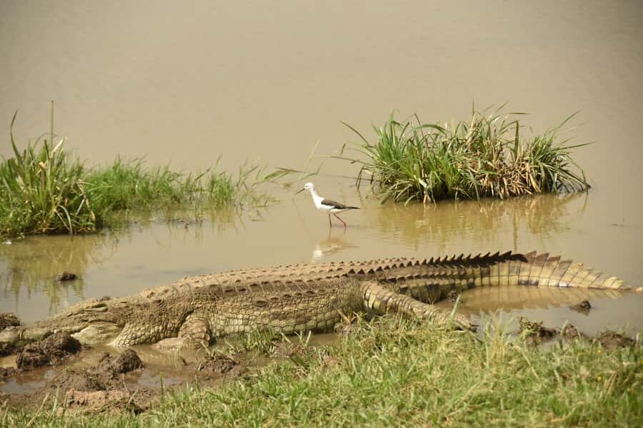 Nairobi National Park Full or Half-Day Tour with Guide - Lunch at Tamarind or Carnivore: plan your appetite