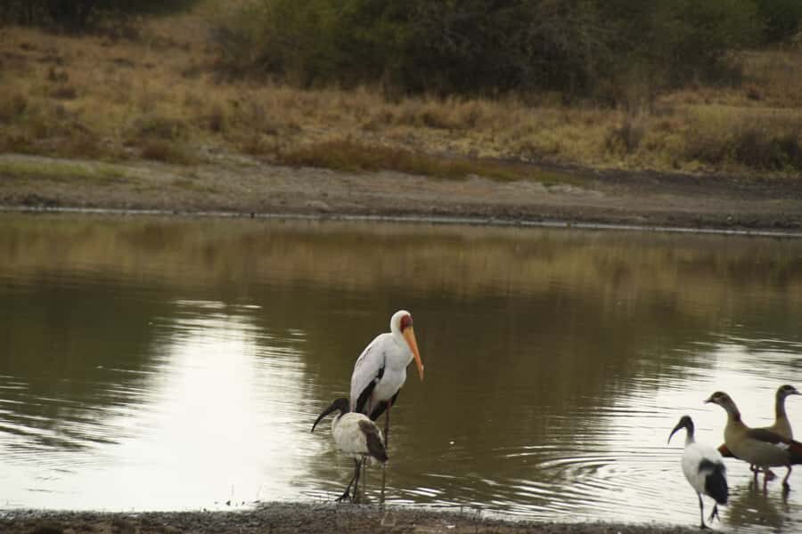 Nairobi National Park Full or Half-Day Tour with Guide - The evening dinner and dance show option (and who it’s for)