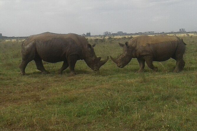 Nairobi National Park game drive. Free Airport pick / drop off. - Nairobi National Park in Four Hours: Why This Works