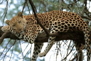 Nairobi National Park game drive. Free Airport pick / drop off. - Pickup and Drop-Off: The Real Benefit of Being Close