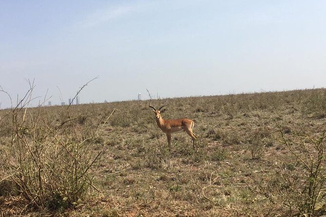 Nairobi National Park game drive. Free Airport pick / drop off. - Your Itinerary on the Ground: What Happens in the Park