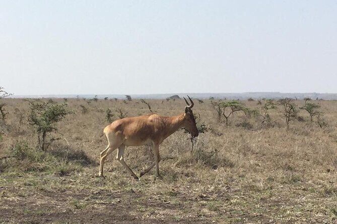 Nairobi National Park game drive. Free Airport pick / drop off. - What You’re Likely to See: Lions, Rhinos, Giraffes, and Birds
