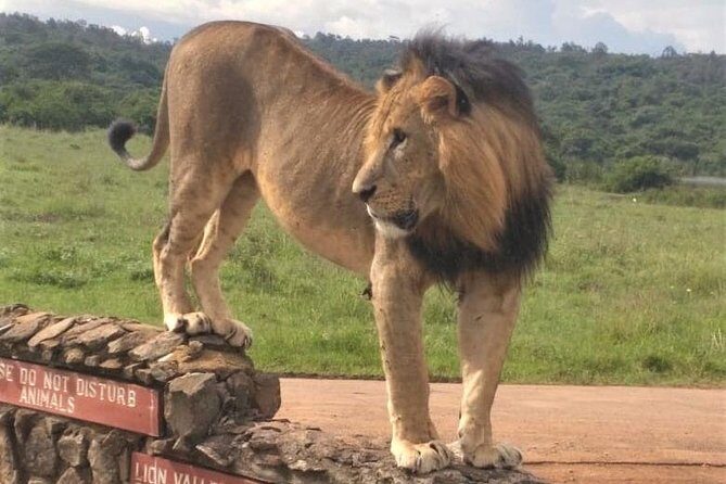 Nairobi National Park game drive. Free Airport pick / drop off. - Guides Matter: Alex, Wellington, and the Art of Finding Wildlife