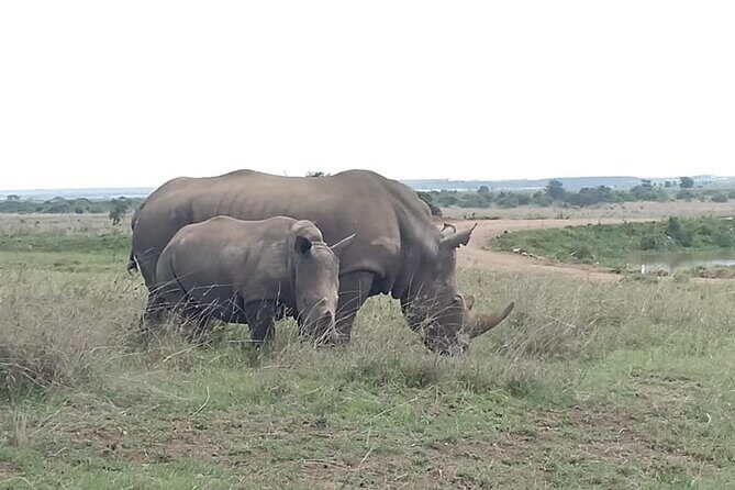 Nairobi National Park game drive. Free Airport pick / drop off. - Comfort Tips for a Roof-Up Safari Feel