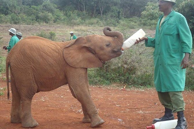 Nairobi National Park, Giraffe Center and Elephant Orphanage Day Tour from Nairobi - Why Nairobi National Park makes sense for a first wildlife day
