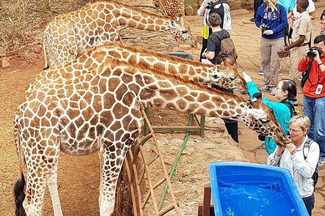 Nairobi National Park, Giraffe Center and Elephant Orphanage Day Tour from Nairobi - Timing that works: how the day flows from morning to early evening
