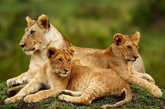 Nairobi National Park, Giraffe Center & Karen Blixen Museum - Nairobi National Park: Big Game Right by the City