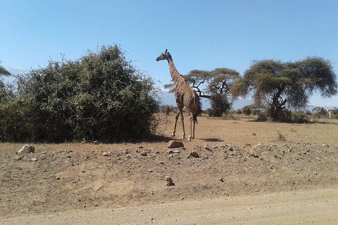 Nairobi National Park, Giraffe Center & Karen Blixen Museum - Bomas of Kenya Option for Traditional Culture After Lunch