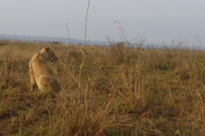 Nairobi National Park, Giraffe Center & Karen Blixen Museum - Timing Tips: Making the Most of 6 Hours in Nairobi