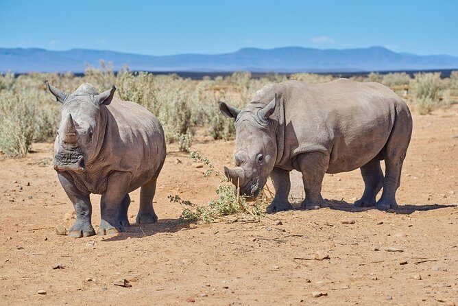Nairobi National Park, Giraffe Center & Karen Blixen Museum - Should You Book This Nairobi Highlights Day?