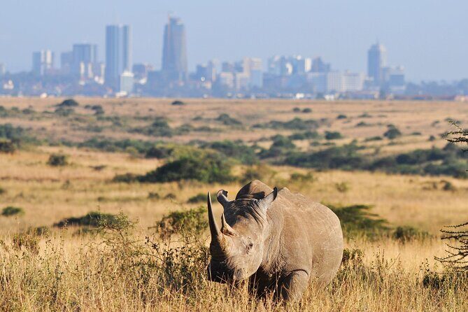 Nairobi National Park Group Shared Tour - A City-Edge Safari That Fits Flight Day Timing
