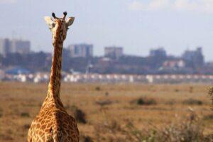 Nairobi National Park Group Shared Tour - Nairobi National Park: Big-Five Odds, Skyline Photos, and River Life