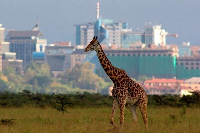 Nairobi National Park Group Shared Tour - How the 4-Hour Game Drive Works in Practice