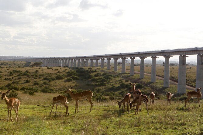 Nairobi National Park Group Shared Tour - Entering the Experience: Pickup, Vehicle, and Group Size