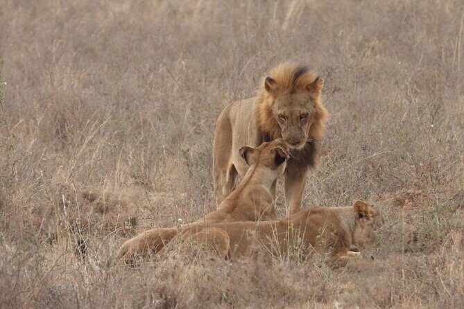 Nairobi National Park Group Shared Tour - What the Tour Is Best At (And Who It Suits)