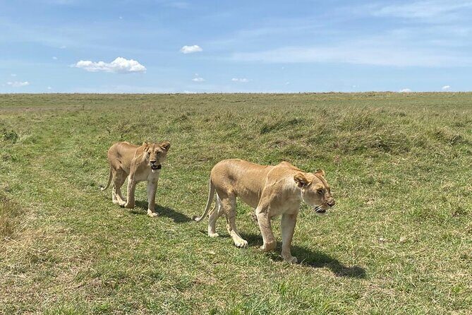 Nairobi National Park Group Shared Tour - A Quick Checklist Before You Go