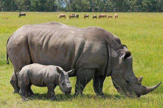 Nairobi National Park Group Shared Tour - Should You Book This Nairobi National Park Group Tour?