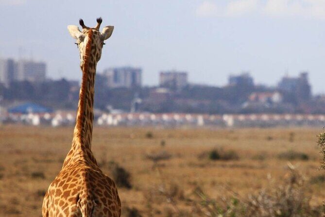 Nairobi National Park Group Shared Tour - Nairobi National Park: Big-Five Odds, Skyline Photos, and River Life