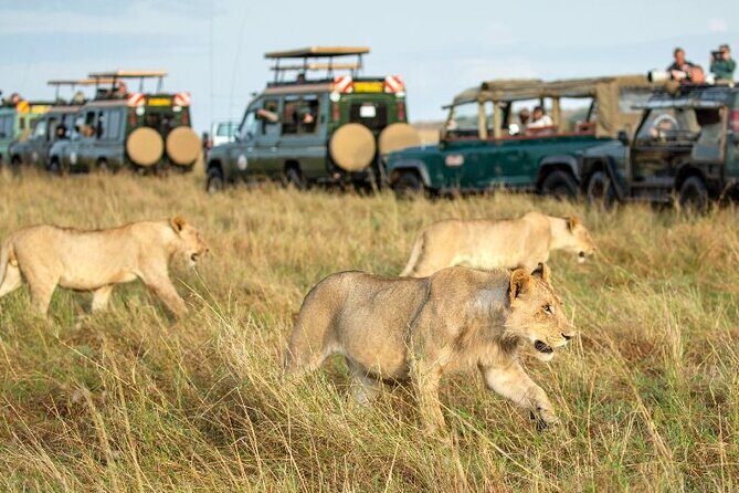 Nairobi National Park Group Tour - Why Nairobi National Park Works on a Half-Day Tour