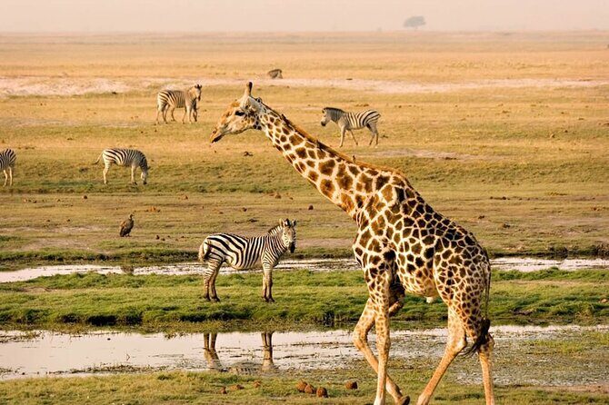 Nairobi National Park Group Tour - The Five-Hour Game Drive: What You’ll Actually See