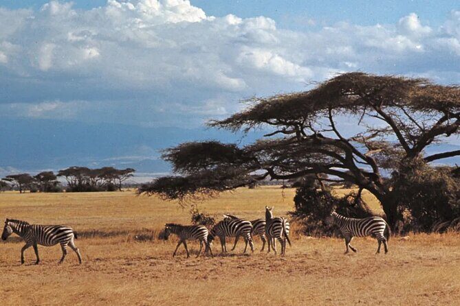 Nairobi National Park Group Tour - Picnic-Style Stops For Photos (And Why They’re More Than Break Time)