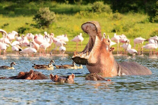 Nairobi National Park Group Tour - Price and Logistics: Is $40 Good Value Here?