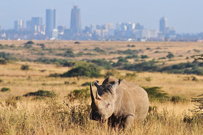 Nairobi National Park Group Tour - Group Size, Timing, And Comfort on a Max-15 Tour