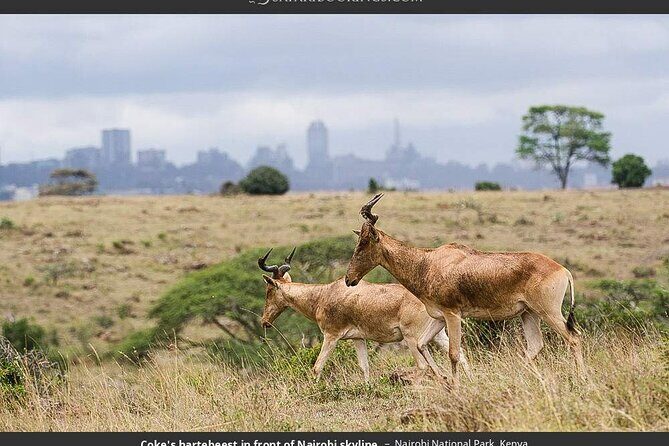 Nairobi National Park Group Tour - The Guide Experience: Clear Communication Helps You Spot More