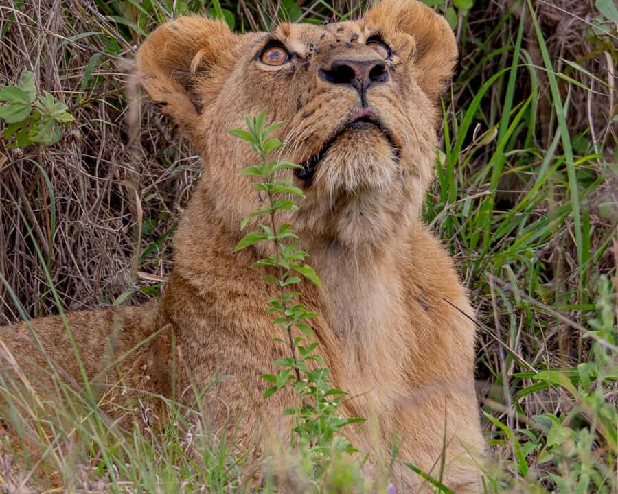Nairobi: National Park Guided Game Drive - Key highlights you’ll actually care about