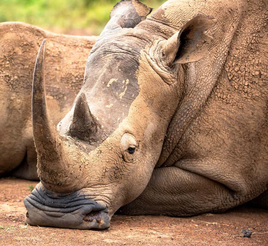 Nairobi: National Park Guided Game Drive - Nairobi National Park: a safari that fits your schedule