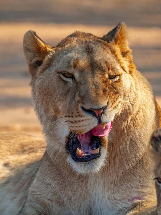 Nairobi: National Park Guided Game Drive - Your guided game drive: how the time actually unfolds