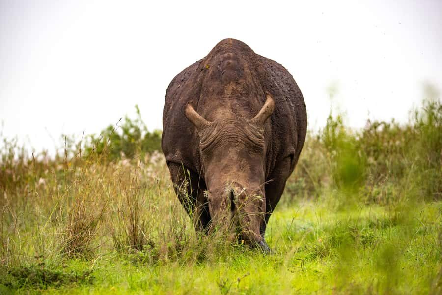 Nairobi: National Park Guided Game Drive - Birdwatching bonus: 400 to 500+ species in a short window