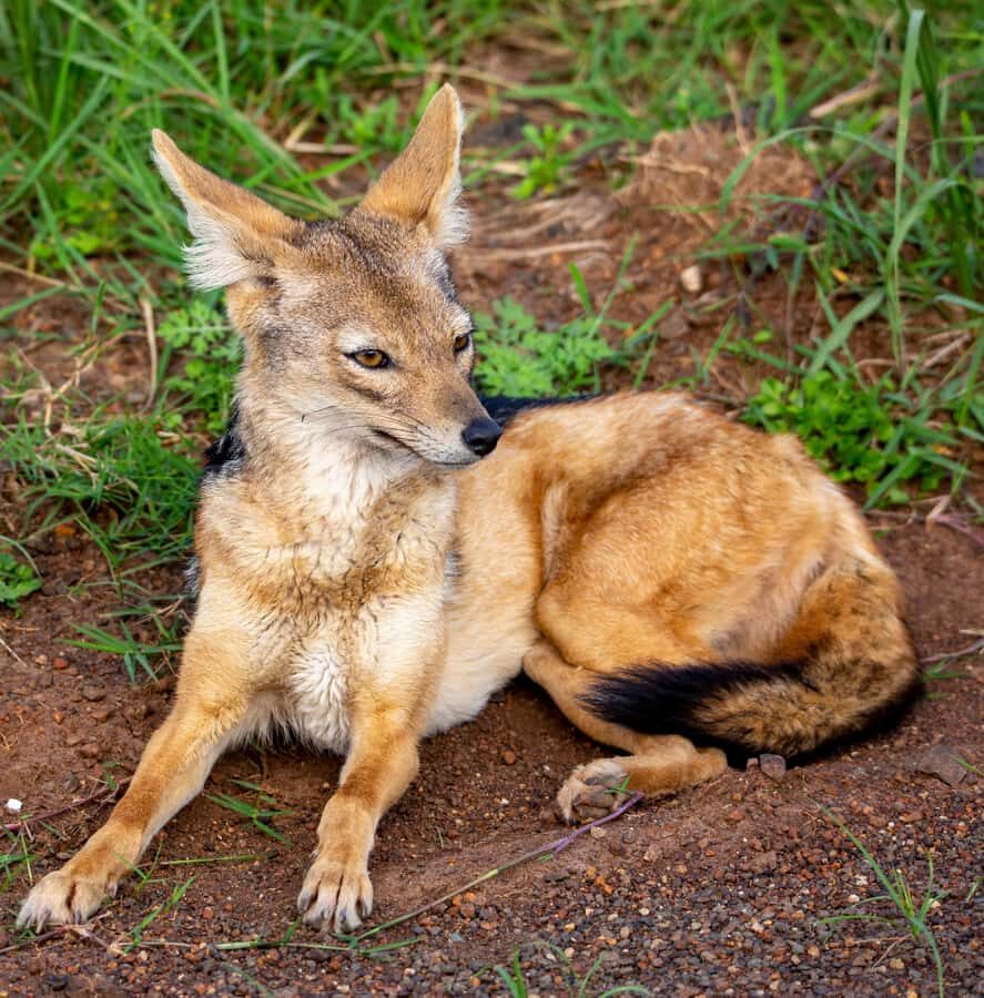 Nairobi: National Park Guided Game Drive - Price and value: the $45 ticket is only part of the total
